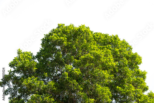 bush green leaves and branches of treetop isolated on white background for design and decoration