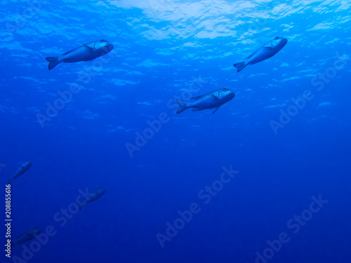 Line of Fish Swim Overhead with Surface of Blue Ocean Beyond