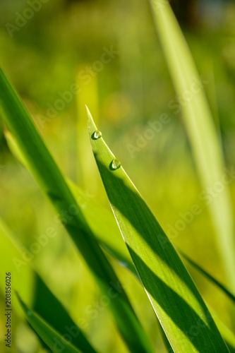 Drops of dew on a green leaf of a plant Iris