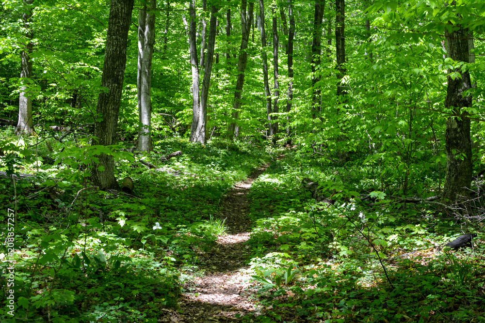 Obraz premium Hiking trail in Michigan in Manitou national Forest