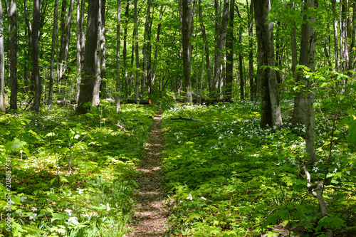 Hiking trail through the woods on North Manitou Island in Northern Michigan
