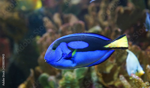 close up on blue tang fish in the reef © nd700