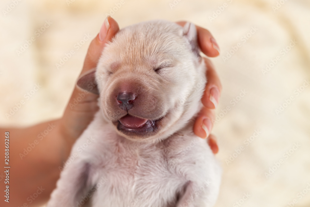 Newborn labrador puppy dog in woman hand