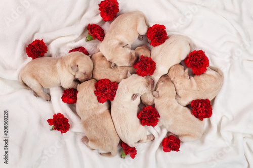 Yellow labrador puppy dog litter - newborn doggies with red carnation flowers