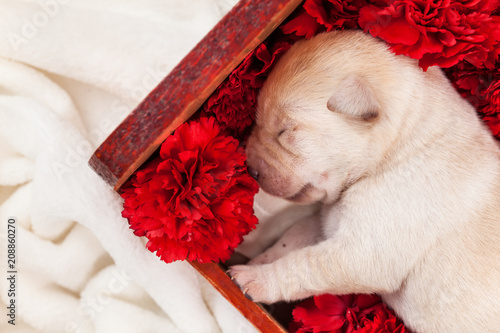Newborn labrador puppy dog sleeping in flower box - closeup