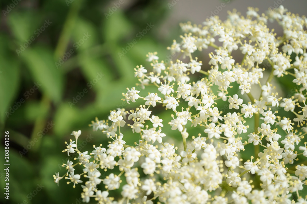 Obraz premium Black Elderberries flowers close
