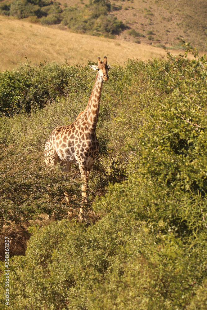 Fototapeta premium Giraffe in the African wild