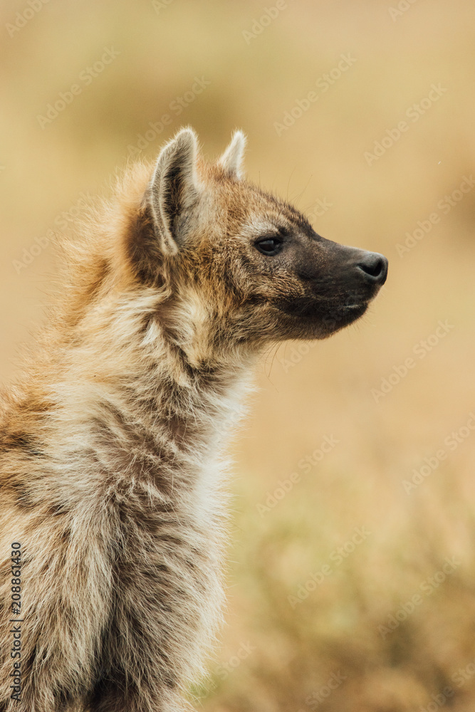 Hyena of Kenya Hyena of Kenya