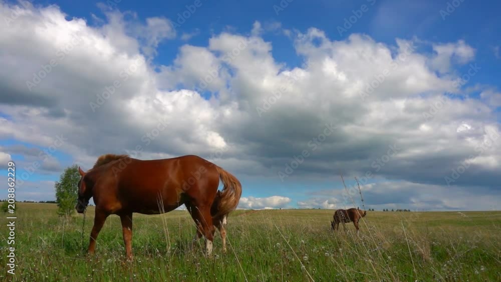 Horses with a foal graze in the field, daytime beautiful landscape, slow motion Horses with a foal graze in the field, daytime beautiful landscape, slow motion