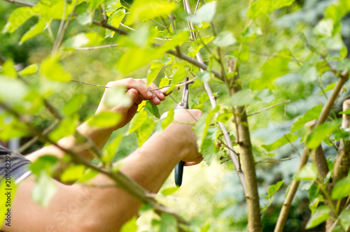 Human hands are cutting branches.