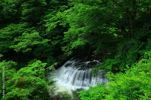 葛丸渓流 新緑の一の滝