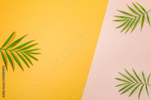Palm tree leaves on pink and yellow background