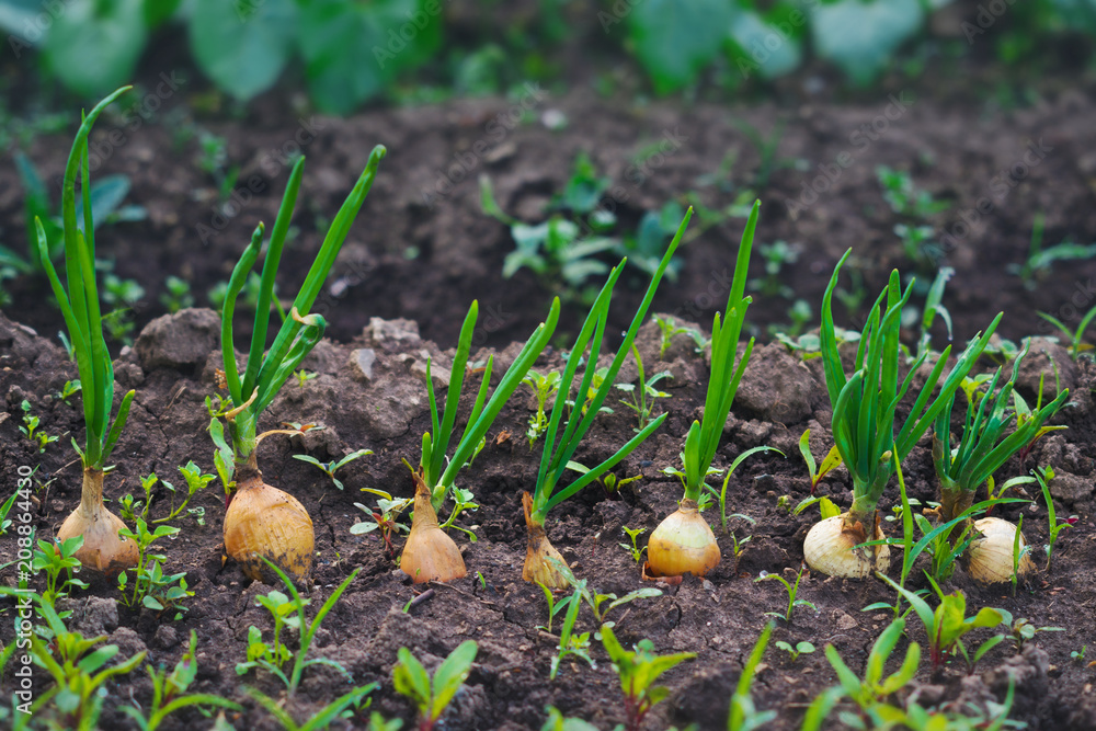 Onions growing in the garden Onions growing in the garden