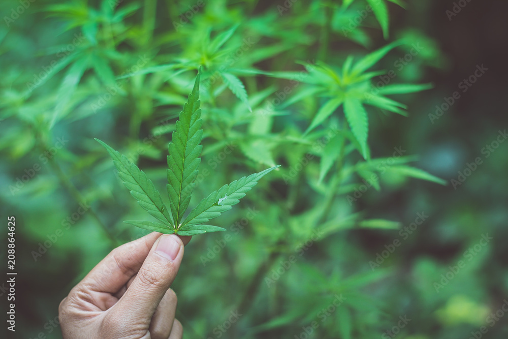 woman's hand holding a cannabis leaf, cannabis on a dark background, woman's hand holding a cannabis leaf, cannabis on a dark background,