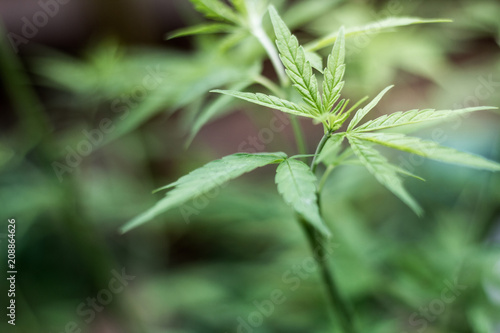 closeup on fresh green marijuana plants, cannabis on a dark background,