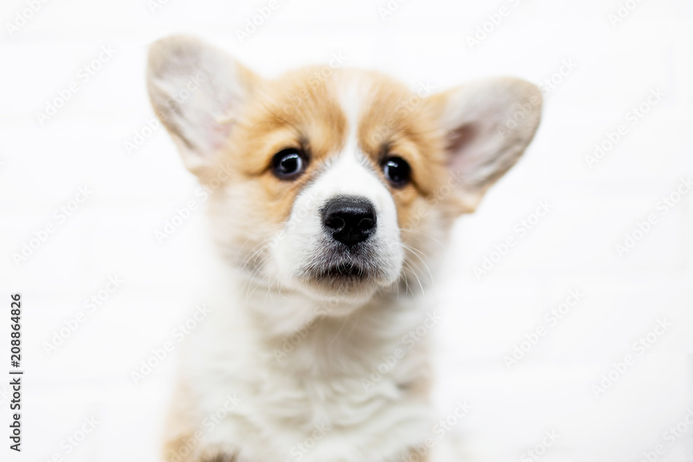 Cute Puppy Welsh Corgi Pembroke on a white background. Portrait of Beautiful puppy dog  is looking at camera. Copy space.