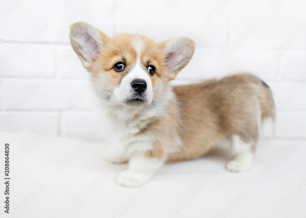 Cute Puppy Corgi Pembroke looking up. Beautiful Small  Welsh  puppy dog  on a white background.
