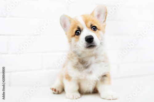 Cute Puppy Welsh Corgi Pembroke is looking at camera and asking. Beautiful puppy dog on a white background.