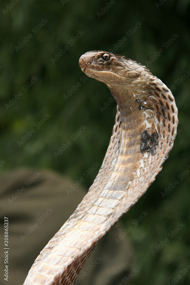 Fototapeta premium Snake Charming, India
