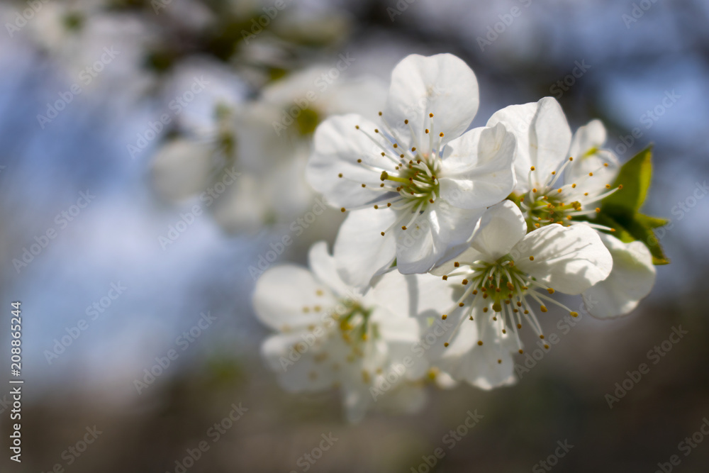 Spring Flower Spring Flower