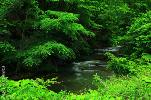 新緑の葛丸渓流
