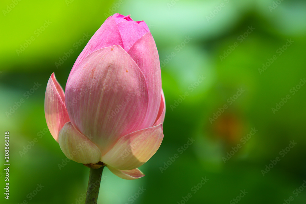 Beautiful pink lotus Beautiful pink lotus
