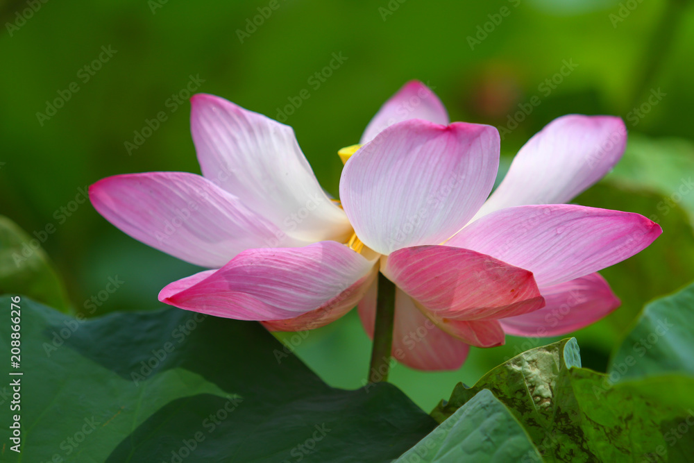 Fototapeta premium Beautiful pink lotus 