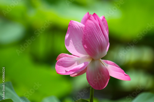 Beautiful pink lotus 