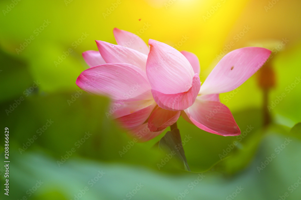 Fototapeta premium Beautiful pink lotus