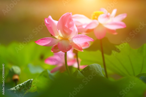 Beautiful pink lotus 