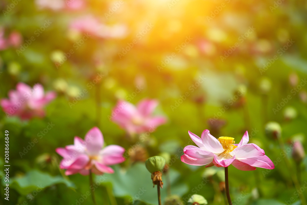 Fototapeta premium Beautiful pink lotus 