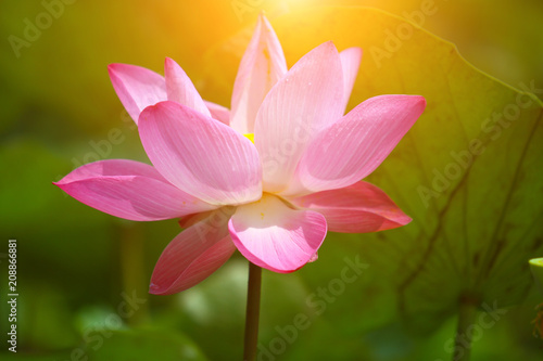 Beautiful pink lotus 