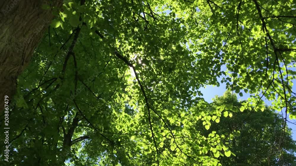 Ray of light coming through the leaves of big tree Ray of light coming through the leaves of big tree