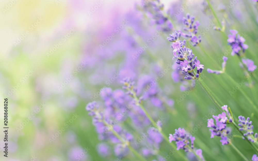 Obraz premium Lavender
