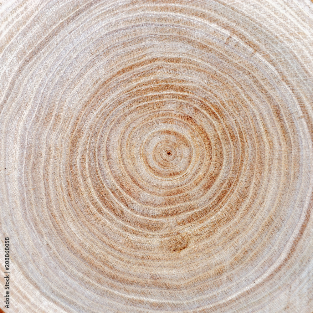 Close up wooden cut texture. Tree rings. Natural organic background. Close up wooden cut texture. Tree rings. Natural organic background.