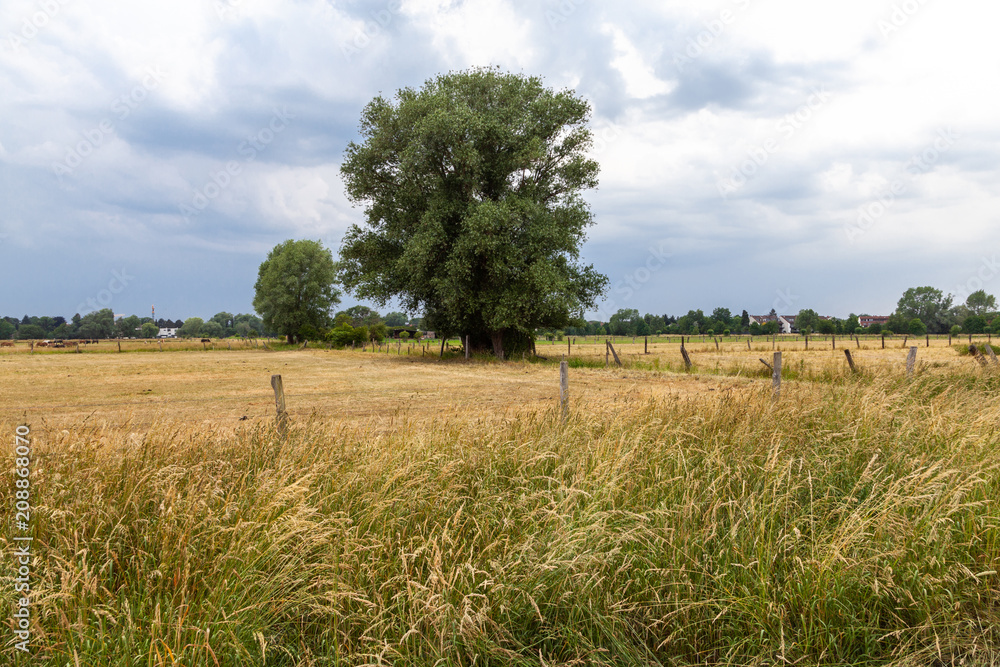 Feldlandschaft mit Baum Feldlandschaft mit Baum