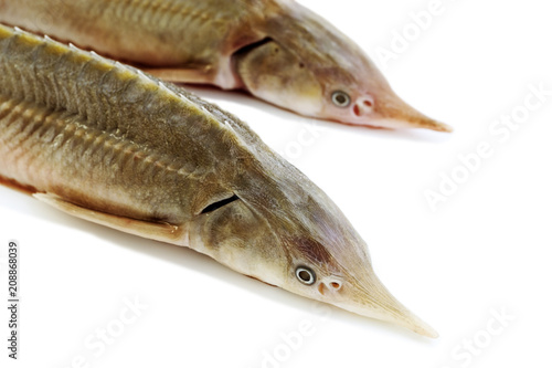 Fresh fish sterlet isolated on white background. Pure fish. Selective focus. photo