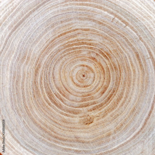 Close up wooden cut texture. Tree rings. Natural organic background.