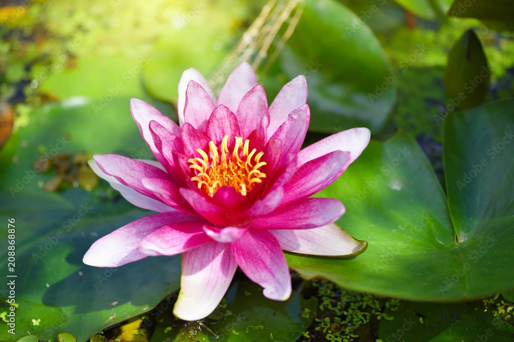 Red water lily (Nymphaea alba f. rosea) in a lake. The flower is a red variety of the white water lily (Nymphaea alba). Red water lily (Nymphaea alba f. rosea) in a lake. The flower is a red variety of the white water lily (Nymphaea alba).