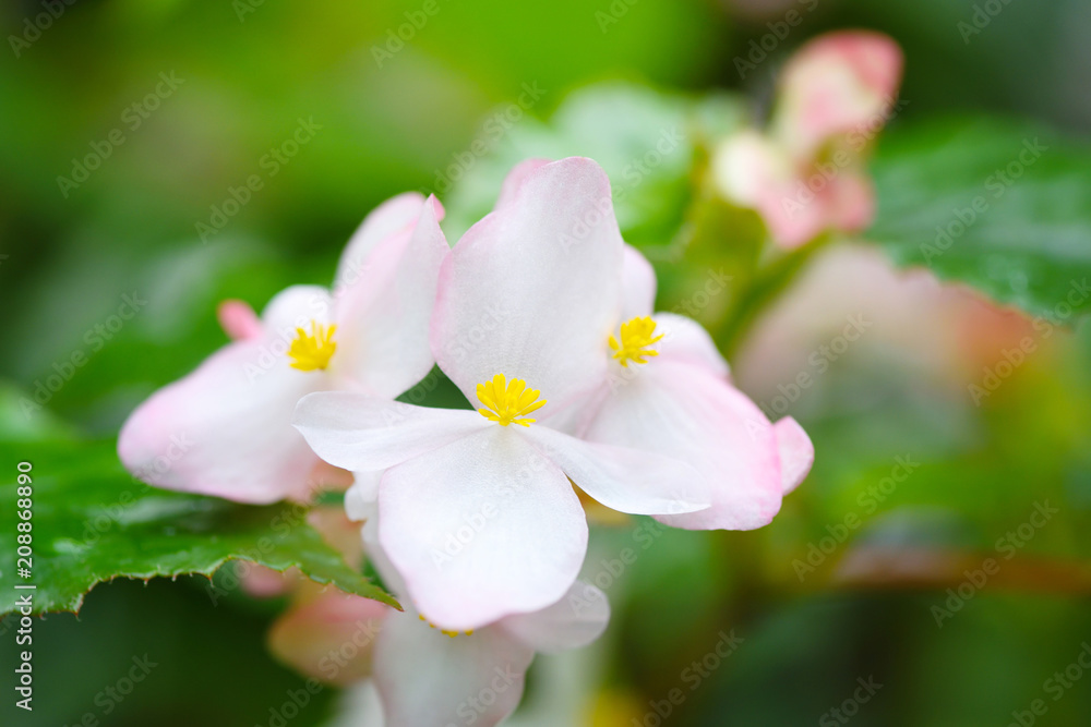 Close-up pale pink Begonia flowers with green leafs in garden.