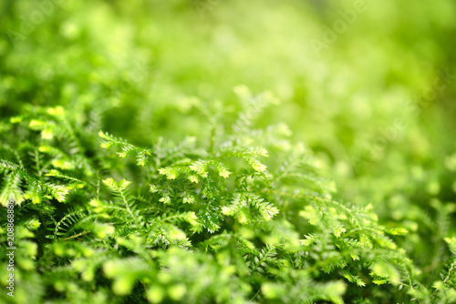 Close-up selaginella martensii plant. Green background