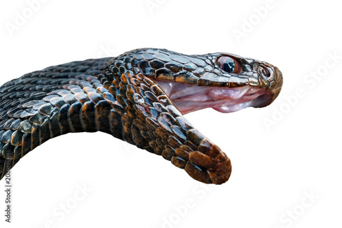 The head of a poisonous snake of a black viper with an open mouth.Isolated on white background.