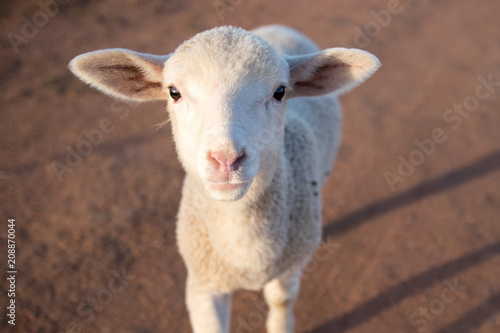 Lamb with red sandy background