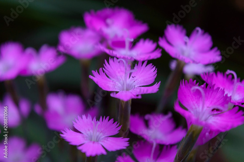 beautiful carnations flowers