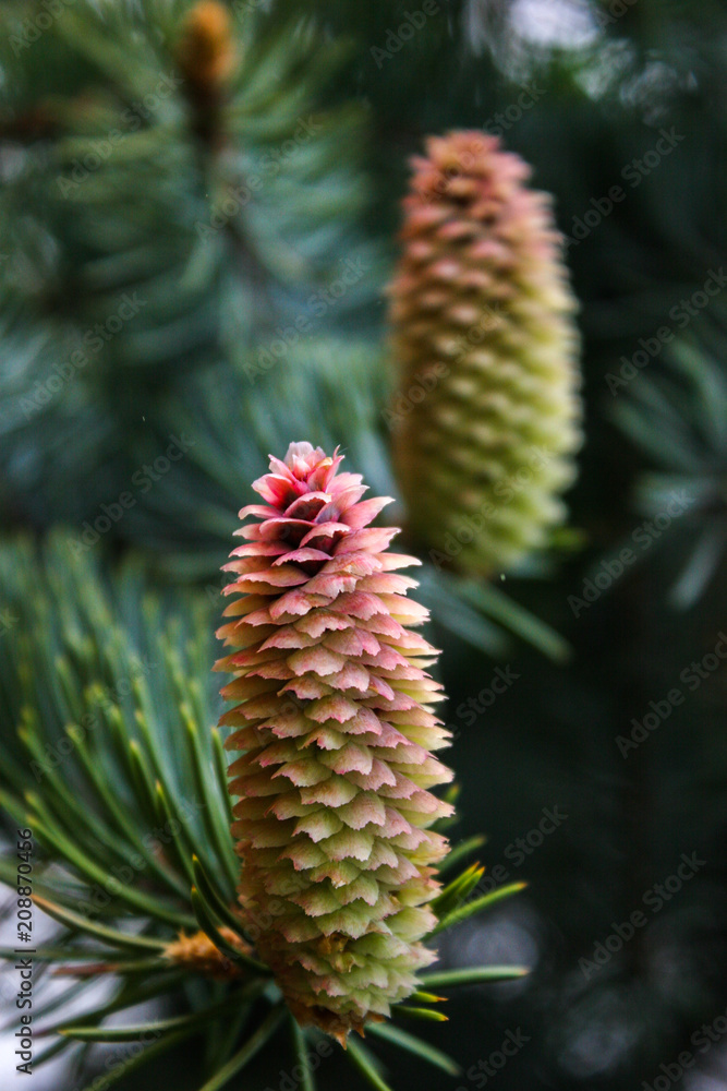 Young cones on fir tree. Branch spruce with large cones. Pink bumps on the young branches of a fir tree, close up.