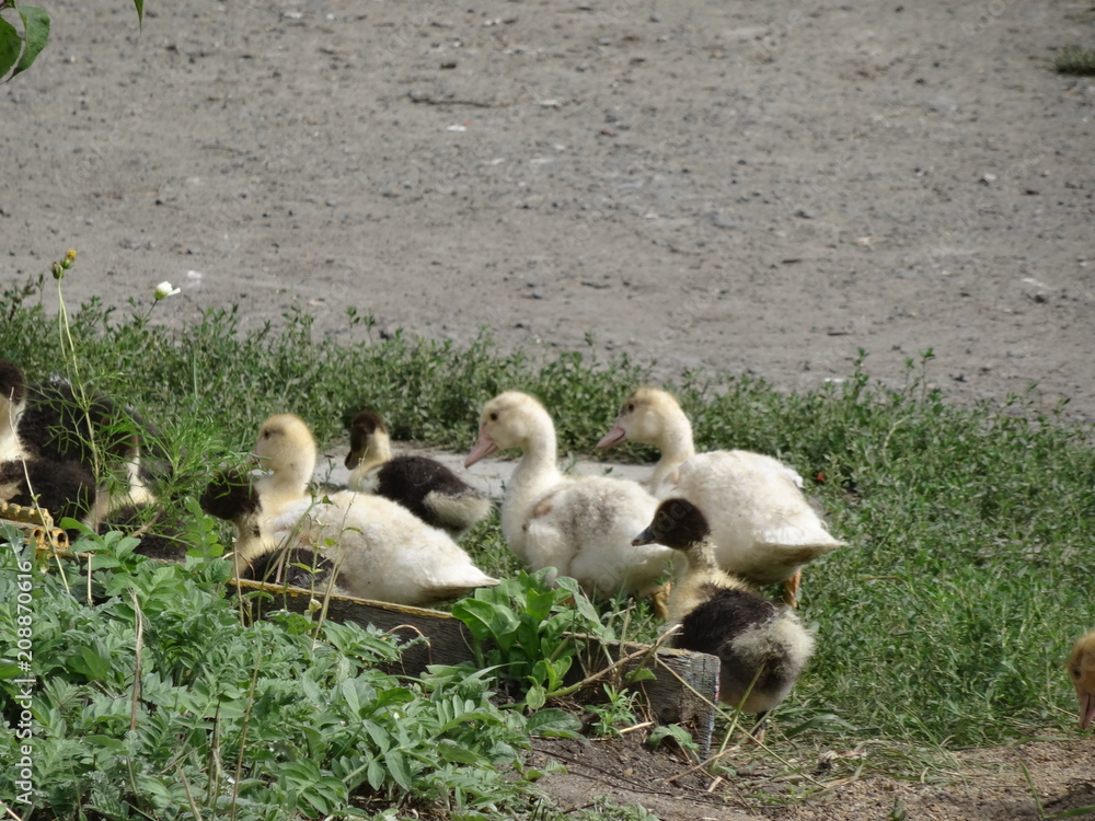 geese geese