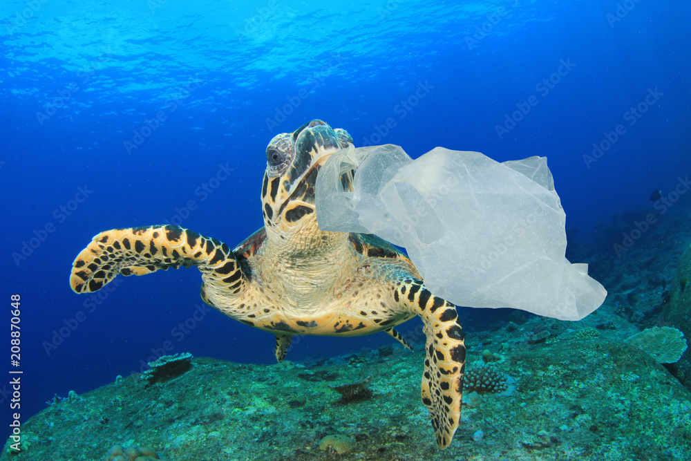 Plastic pollution environmental problem. Turtles can mistake plastic