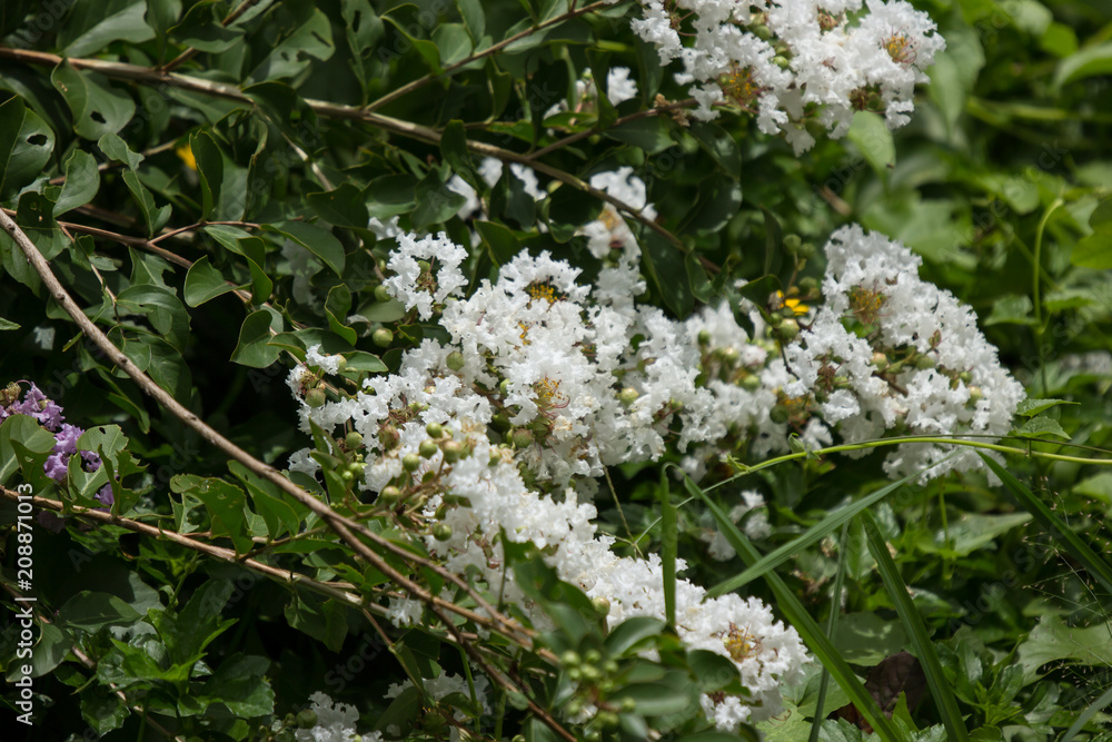 Close up White Tabebuia rosea blossom Close up White Tabebuia rosea blossom