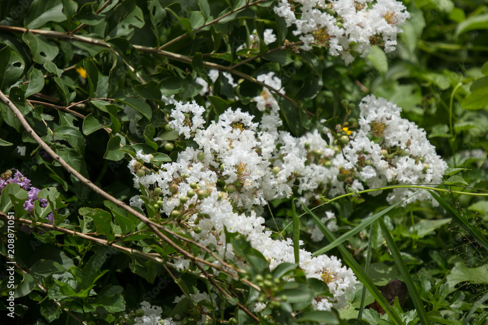 Close up White Tabebuia rosea blossom Close up White Tabebuia rosea blossom
