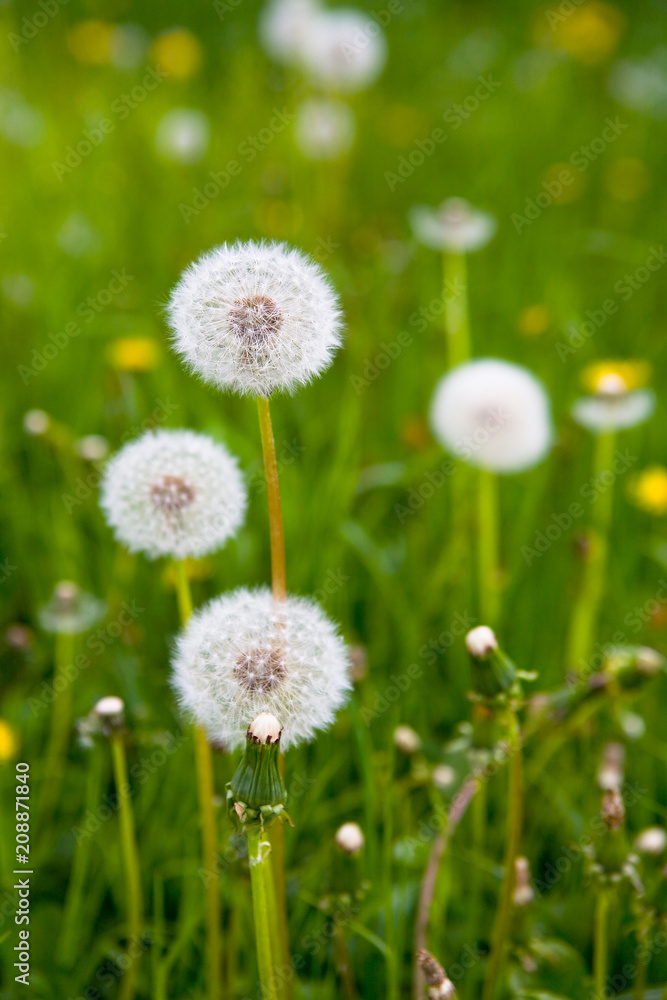 Beautiful ripe fluffy white dandelions close-up. Beautiful ripe fluffy white dandelions close-up.